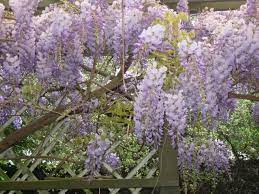 Beautiful Wisteria In My Garden Here In New Zealand Photo By Cherry Sudfelt Wisteria Plants Garden