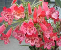 Image result for Kohleria