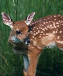 Those who are lucky enough to live in a state where keeping native deer is legal sometimes find themselves adopting abandoned wild. Muntjac Deer Pet For Sale Pet S Gallery