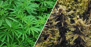 Hemp Vs Marijuana The Important Differences Explained Big