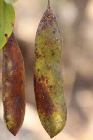 Image result for Piliostigma thonningii