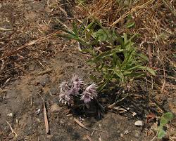 Image result for Lepidagathis randii