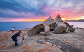With over 150 species of native australian wildllife and over 600 animals we've got all the experiences you could wish for! Top 5 Wildlife Photography Opportunities On Kangaroo Island