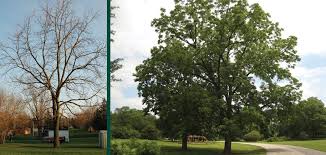 Check spelling or type a new query. Black Walnut Toxicity Knowledgebase Johnson S Nursery