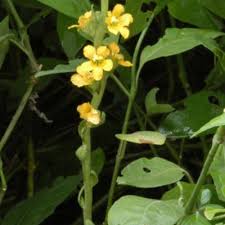 Image result for Alectra picta