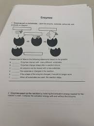 Add 4 drops of brown iodine solution to each of the labeled wells. Enzymes 1 Enzymes Act On Substrates Label The Chegg Com
