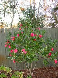 Camellia Tree Jpg 800 1 067 Pixels Camellia Tree Backyard Plants Planting Flowers