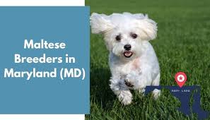 Find maltese puppies and breeders in your area and helpful maltese information. 6 Maltese Breeders In Maryland Md Maltese Puppies For Sale Animalfate