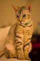 Cheetoh Cat Breed - Cat Information & Pictures