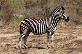 Some species of zebra have better habitats than others. Where Do Zebras Live Zebras Habitat
