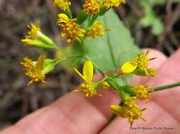 Image result for Senecio deltoideus