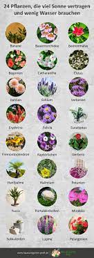 Wir stellen euch neun pflegeleichte zimmerpflanzen vor, die so schön sind, dass euch die entscheidung für nur eine. 24 Pflanzen Die Viel Sonne Vertragen Und Wenig Wasser Brauchen Garten Anpflanzen Garten Bepflanzen Sonnenpflanzen