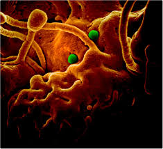 I am trying to create tests for a couple of camel routes that use the servicemix nmr component. Stability And Pathogenicity Of Mers Coronavirus Varies Across Different Viral Strains
