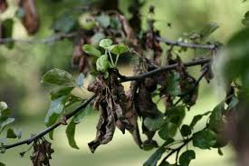 It's easy to confuse the two due to the most outward symptoms of both being similar, in. How To Save A Dying Apple Tree Causes Symptoms And Solutions Home Garden Vegetables