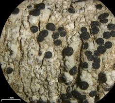 Image result for Entada bacillaris