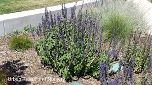 Image result for Salvia farinacea