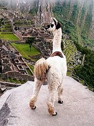 A camel can go a week or more without water, and they can last for several months without food. Lama Genus Wikipedia