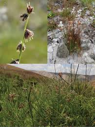 Image result for Courtoisina assimilis