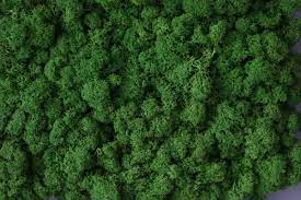 Cu ce se lipesc lichenii. Ce Sunt Lichenii Stabilizati Si Ce Eforturi Presupun Amenajarile Interioare Cu Acestia Misiunea Casa