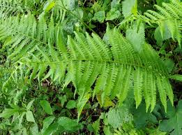 Image result for Deparia