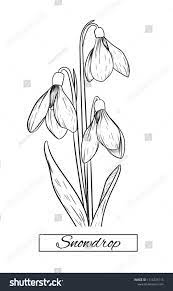 Stokovaya Vektornaya Grafika Hand Drawing Snowdrop Flowers Vector Illustration Bez Licenzionnyh Plate Flower Sketches Flower Tattoo Drawings How To Draw Hands