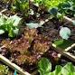 Planning a Fall Garden