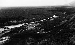 Image result for Sporobolus mildbraedii