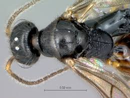 Image result for Dissotis speciosa