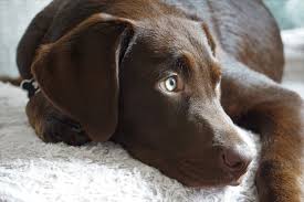 Skulle pussa hunden godnatt, jo men visst. Golden Retriever Vs Labrador Retriever Yepstrs Blogg