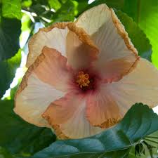 Image result for Hibiscus mechowii