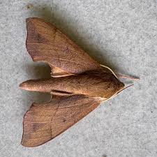 Image result for Disperis virginalis