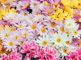 Maybe you would like to learn more about one of these? 15 Paling Keren Gambar Wallpaper Tema Bunga