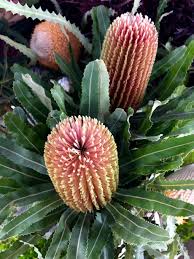 Image result for Protea micans