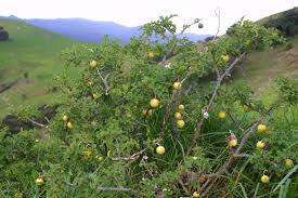 Image result for Solanum linneanum