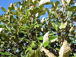 Image result for Heritiera