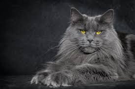 These gentle giants are known for their wild look, intelligence and sweet playful personalities. Mainecoon Cattery In Canada Worldwide Delivery