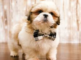 Check spelling or type a new query. Visit Our Shih Tzu Puppies For Sale Near Harrisonburg Virginia