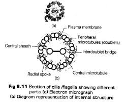 To know more about what is a cell, its definition, cell structure,. Cell The Unit Of Life Class 11 Notes Biology Chapter 8 Cbse Tuts