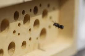 Mason bees are sometimes found in walls that receive sun for most of the day. Why Bee Brick
