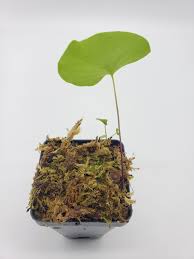 Image result for Utricularia tortilis