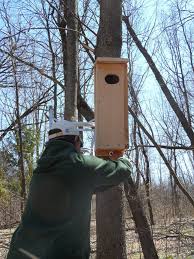 The opening to the box should be about four inches across to keep heat in and weather out. Wood Duck Houses Projects Ducks Unlimited Uw Green Bay