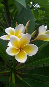 Outdoormagic Plumeria Flowers Pretty Flowers Flowers Photography