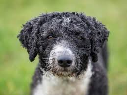 Clever and capable of learning a great deal. Spanish Water Dog Price Temperament Life Span