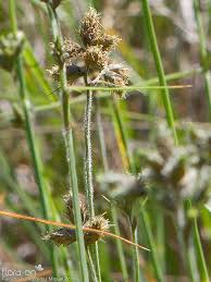 Image result for Fuirena pubescens