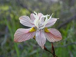 Image result for Moraea carsonii