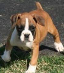 This stunning pup is vet checked and up to date on shots and wormer. Boxer Puppies For Sale In Michigan Petfinder