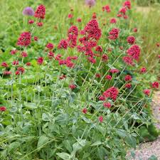 Image result for Centranthus