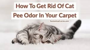 Cat urine is difficult to remove. How To Get Cat Pee Smell Out Of Your Carpet Homestead Acres