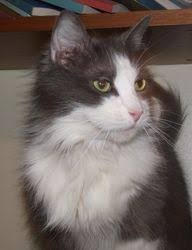 Sugar Candy Is An Adoptable Domestic Long Hair Gray And White Cat In Baltimore Md This Gorgeous Young Lady Lives Up To Her Name She Is As Sweet As They Com