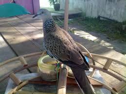 Discover more posts about tekukur. Terkukur Pikat